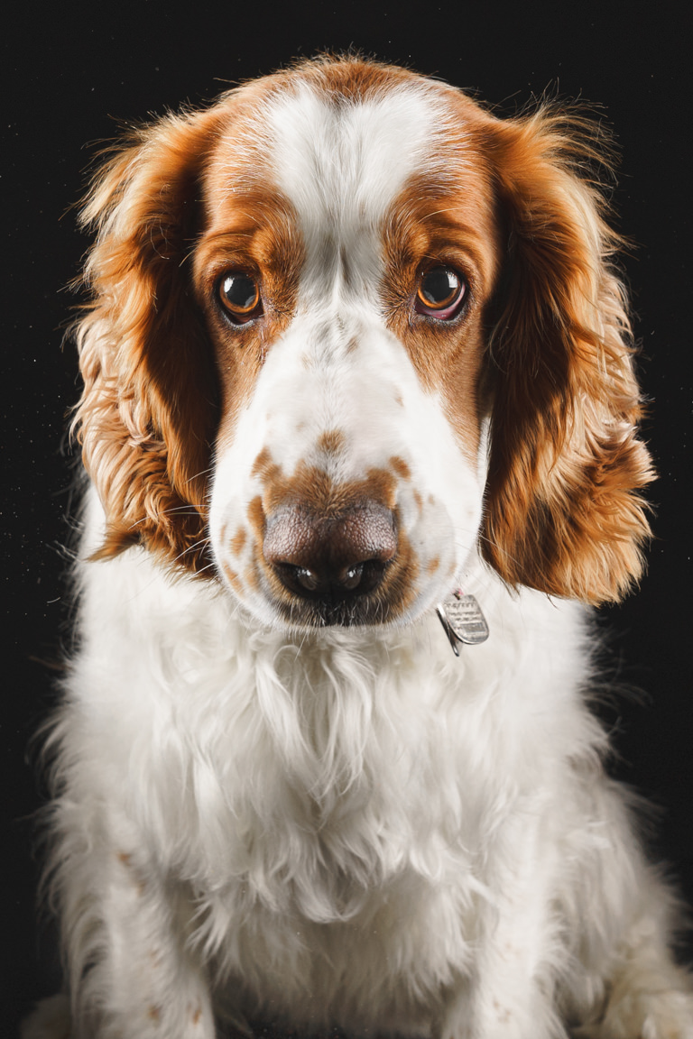 dog with big ears portrait