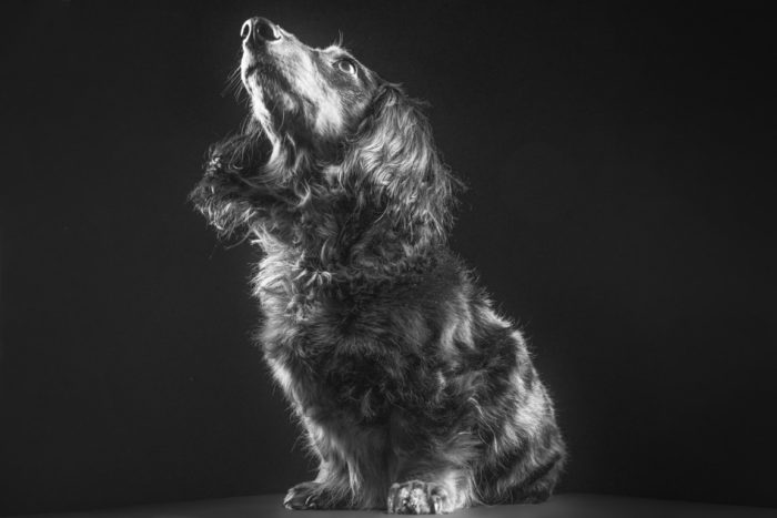 black and white portrait of a dog