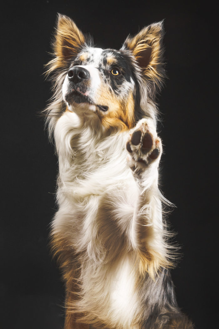 dog waving