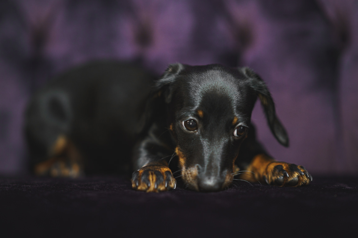 Dachshund puppy on purple velvet couch at SNAP Foto Club
