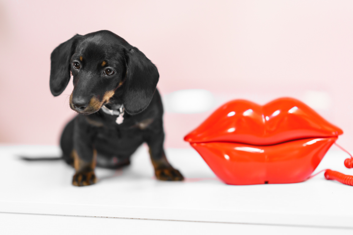 Dachshund puppy with lip phone