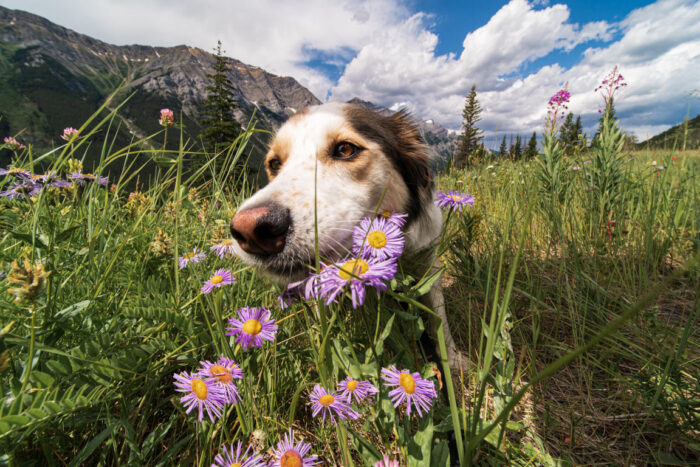 Dog in Kananaskis country among flowers