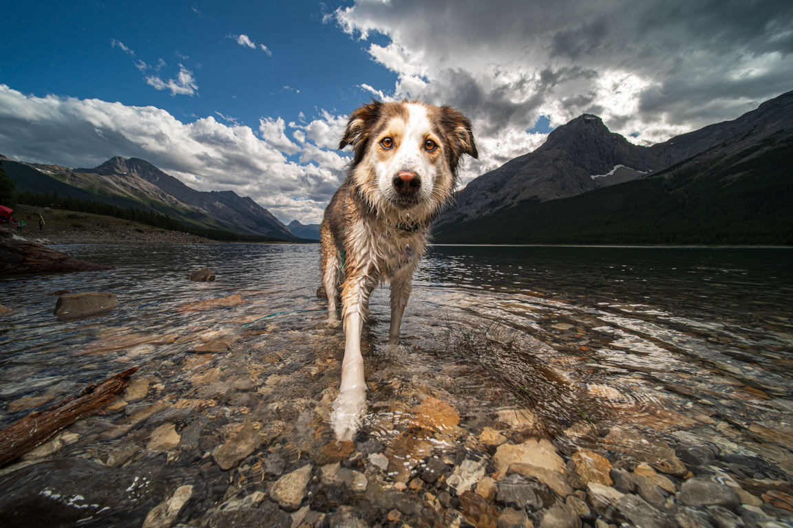 Dog in Spray Lake by SNAP Foto