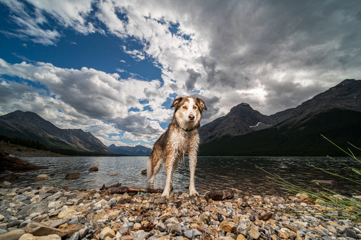 Dog in Spray Lake by SNAP Foto